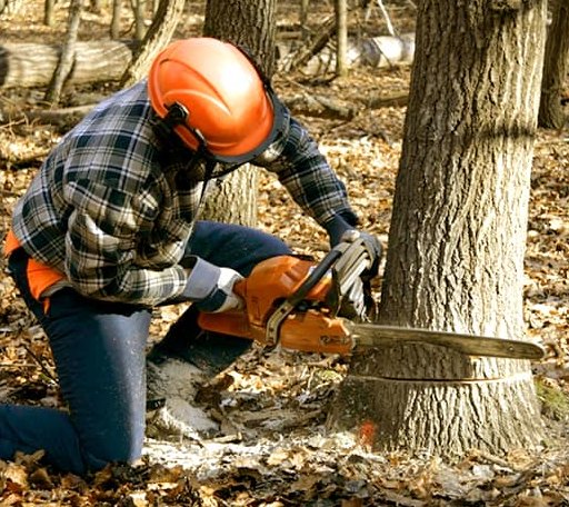 Tree Removal in Kiel, WI